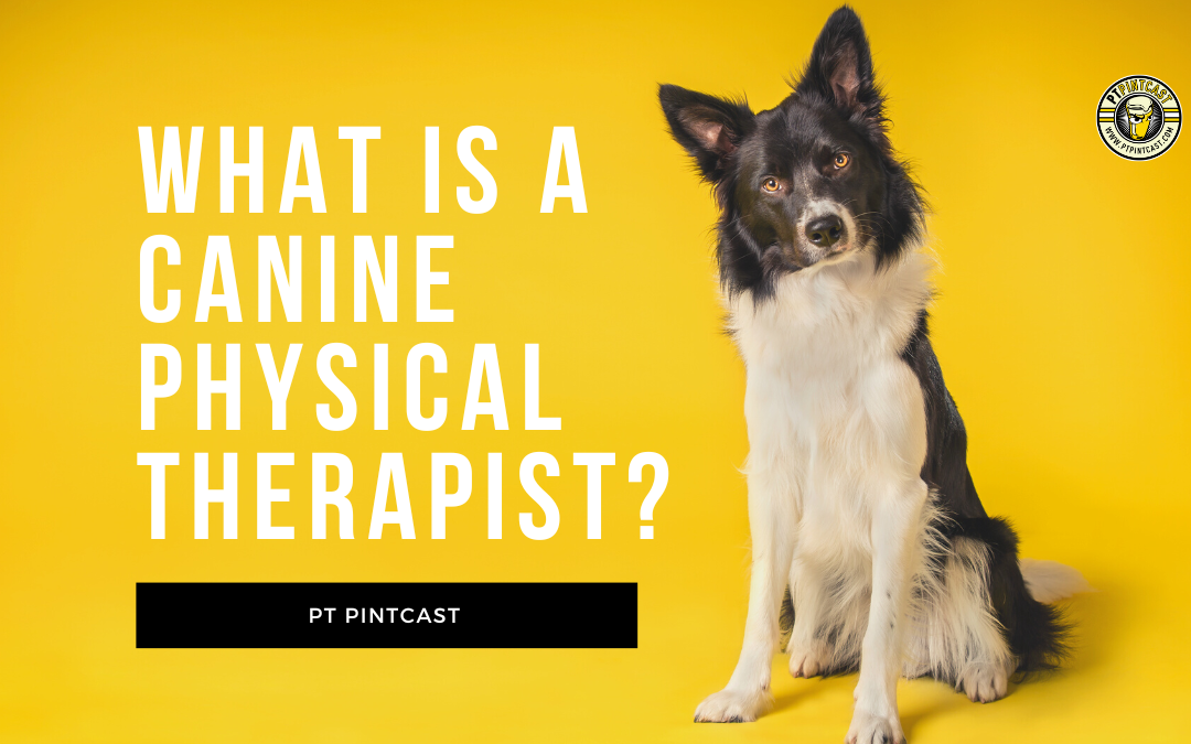 What is a Canine Physical Therapy?